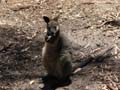 Wallaby